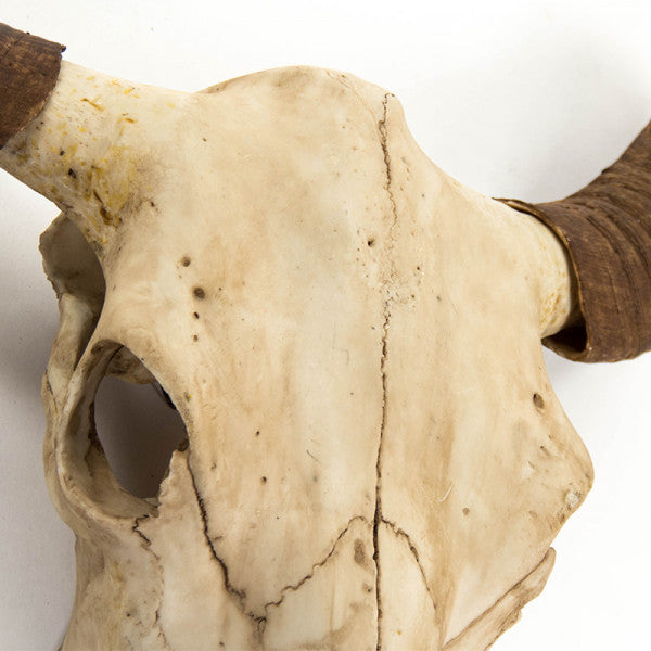 Carved Large Bull Skull for sale, Large Carved Bull Skull Decor for Walls