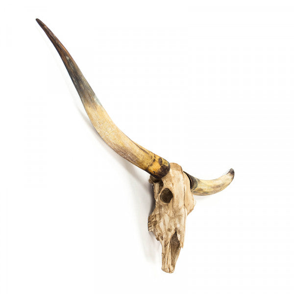 Carved Large Texas Long Horn Skull