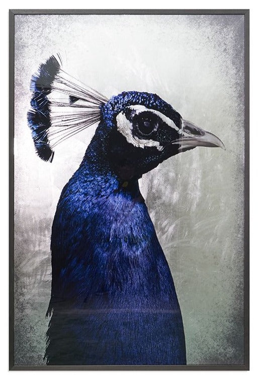 SUNPAN PEACOCK PORTRAIT FOR SALE, LARGE REFLECTIVE BIRD PRINTS FOR SALE