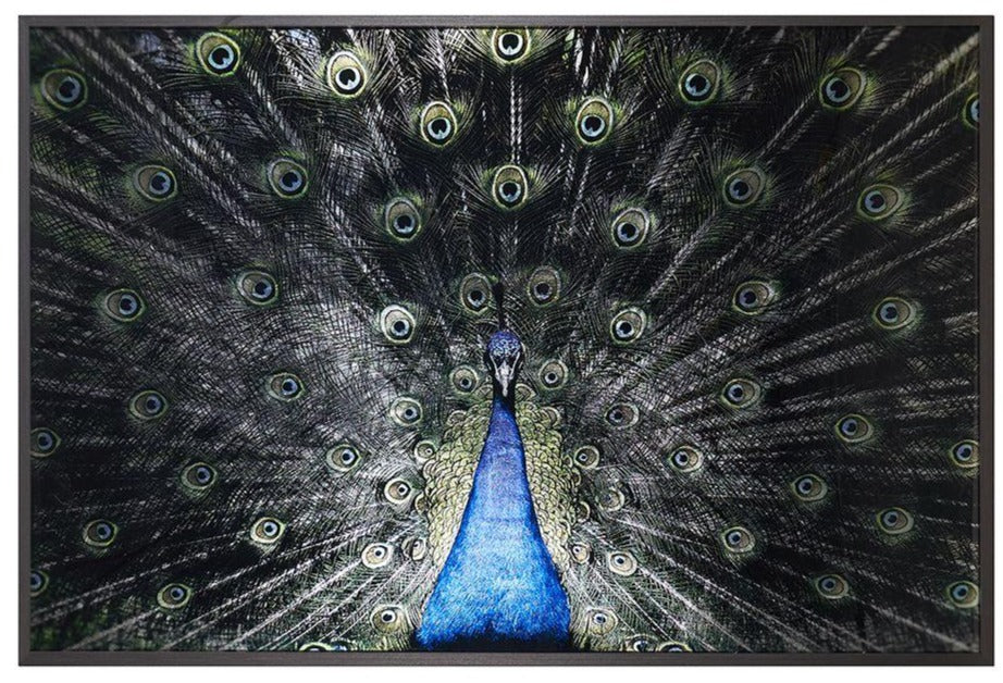 SUNPAN PEACOCK PORTRAIT FOR SALE, LARGE REFLECTIVE BIRD PRINTS FOR SALE